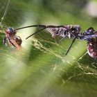 ARAIGNEE DU SOIR ...ESPOIR !!!!!