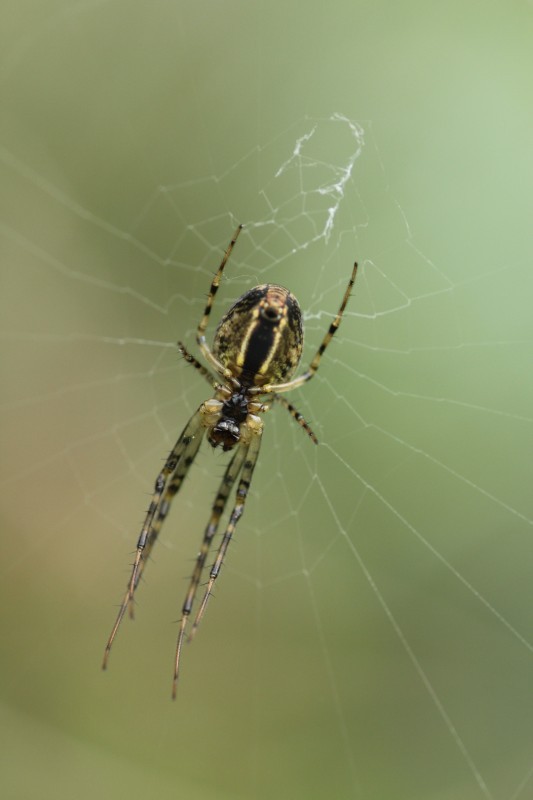 Araignée du soir espoir