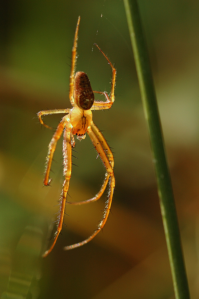 Araignée en caramel