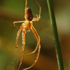 Araignée en caramel