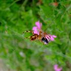 araignée en plein festin