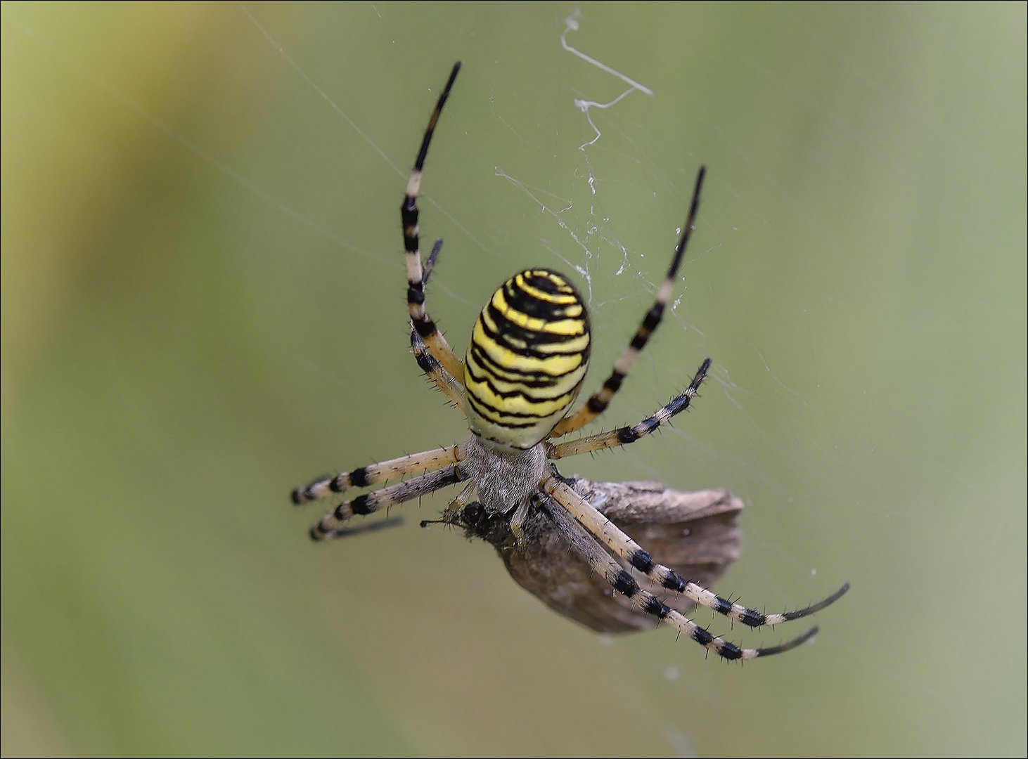 Araignée Epeire s'est trouvée un papillon