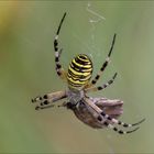 Araignée Epeire s'est trouvée un papillon