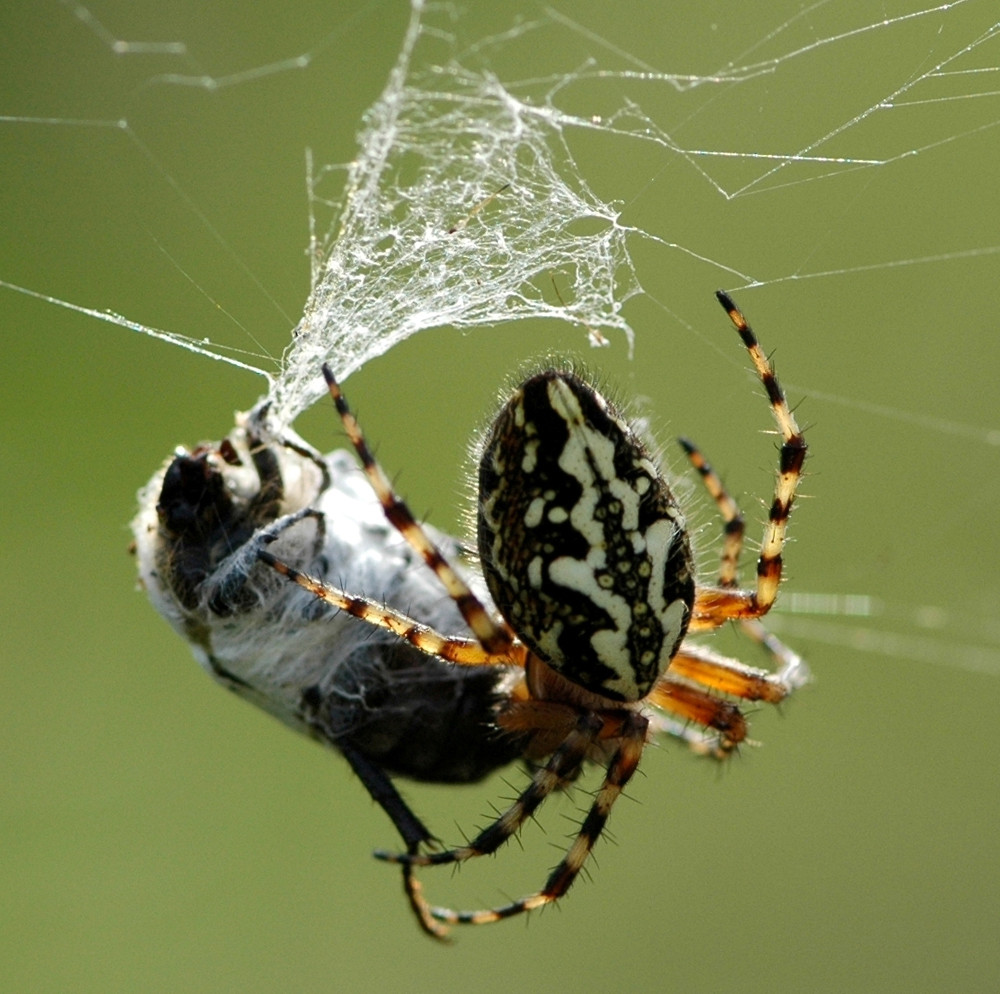 Araignée et la mouche emballée pour un futur festin&#8230;