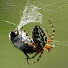 Araignée et la mouche emballée pour un futur festin&#8230;