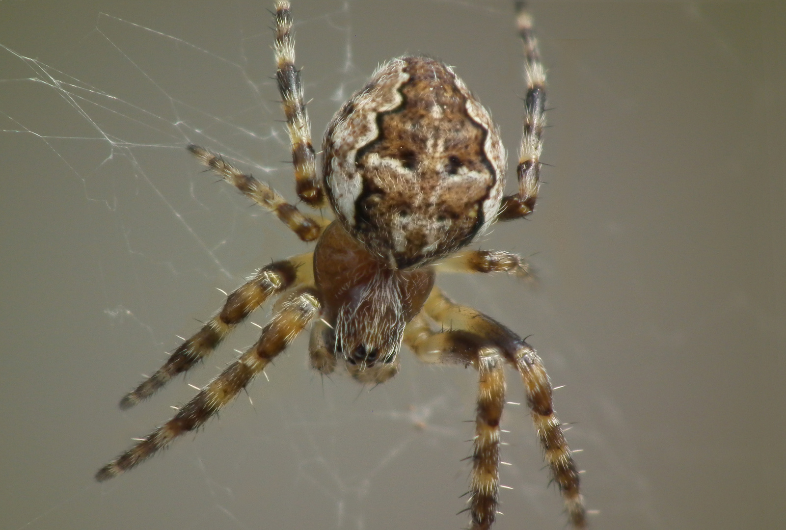 Araignée été 2010