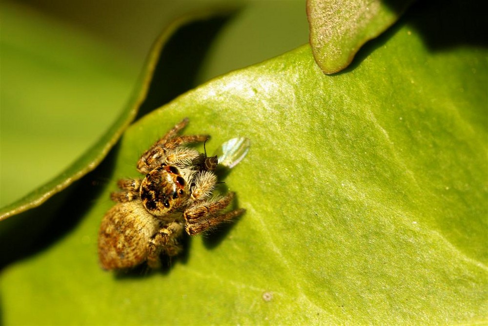 araignée evarcha falcata