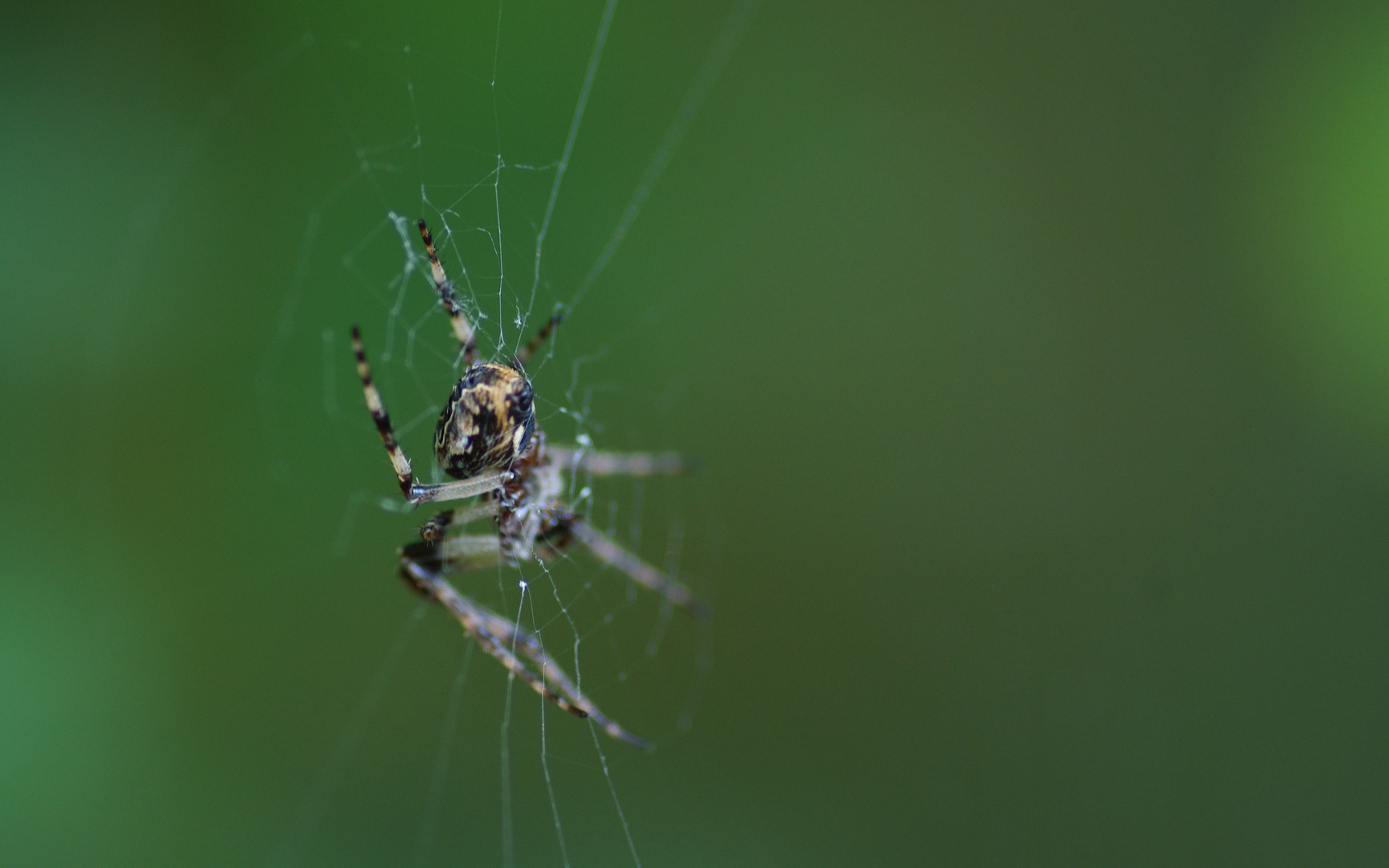 Araignée Grabel