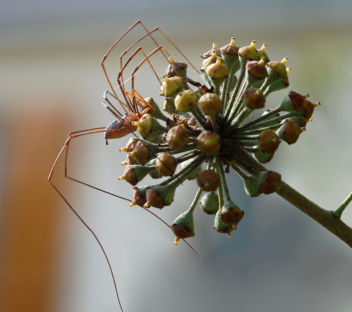 Araignée " le faucheux " (2)