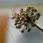 Araignée " le faucheux " (2)
