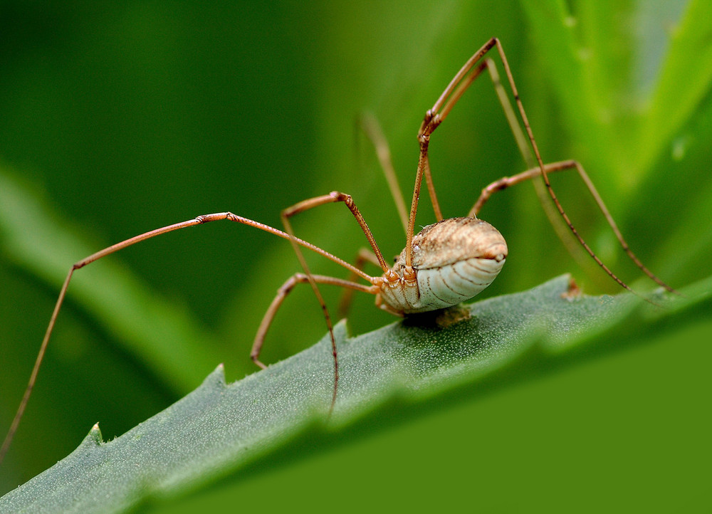 Araignée "Le faucheux " (Phalangium opilio)