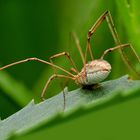 Araignée "Le faucheux " (Phalangium opilio)