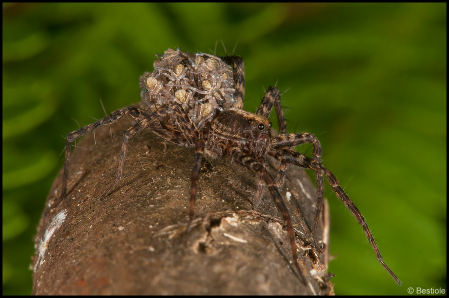 Araignée loup portant sa descendance