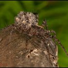 Araignée loup portant sa descendance