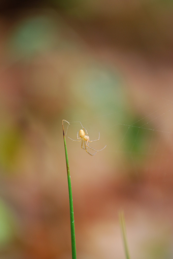 araignée minuscule