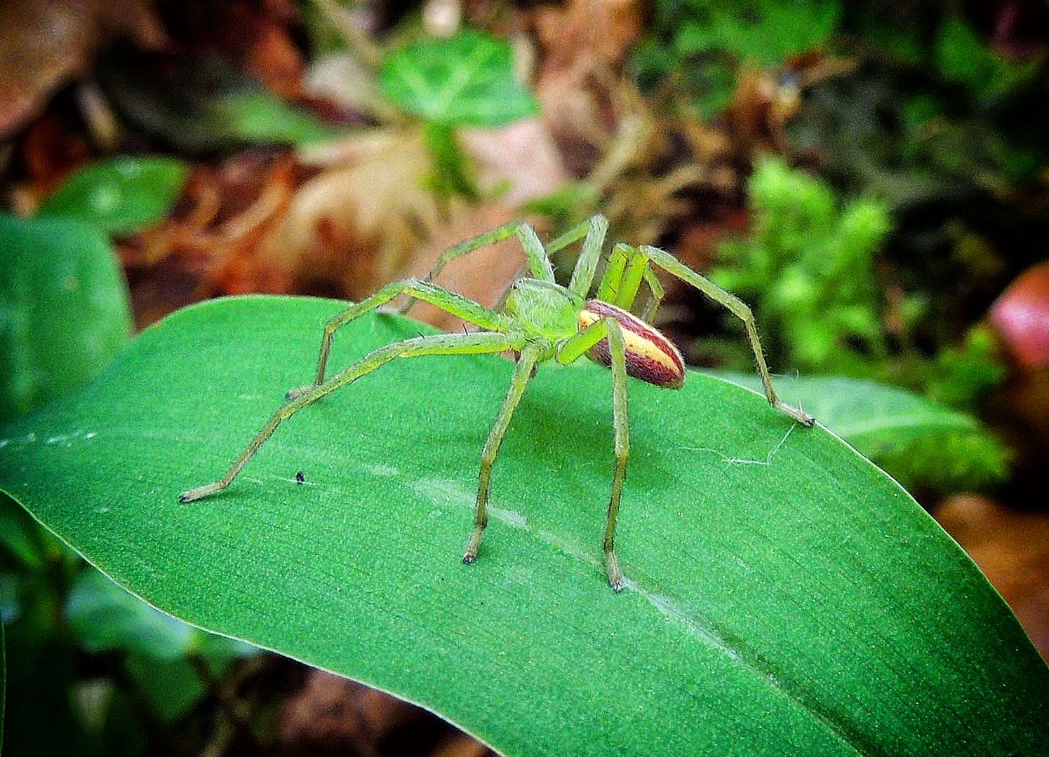 Araignée mâle Micrommata virescens