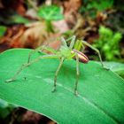 Araignée mâle Micrommata virescens