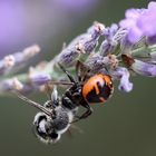 Araignée Napoleon