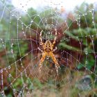 Araignée par temps de brouillard