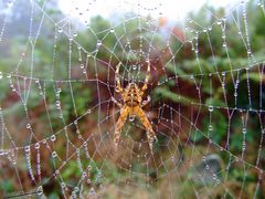 Araignée par temps de brouillard