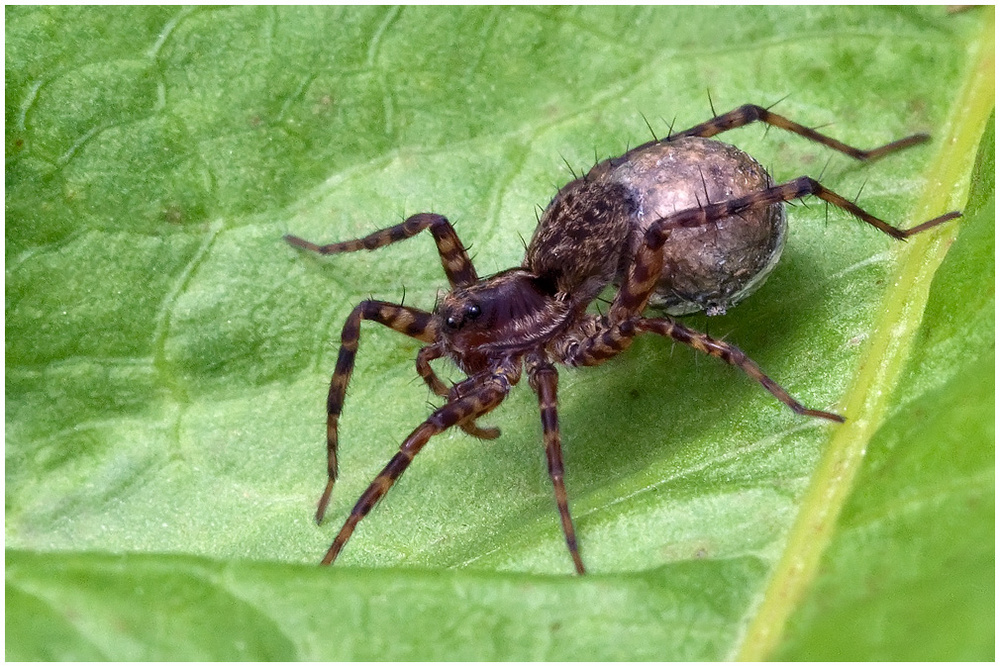 Araignée Pardosa lugubris et son cocon