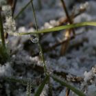 araignée prise au piége dans sa boule de cristal !!