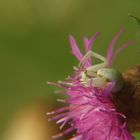 araignée prête à l'attaque