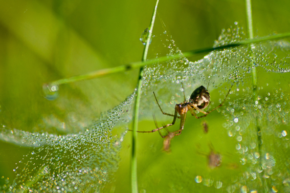 Araignée rosée du matin