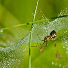 Araignée rosée du matin