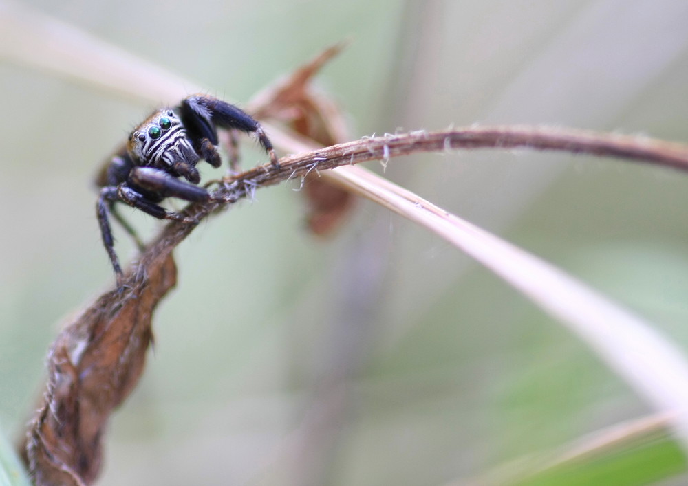 araignée saltique (?) à l'affût