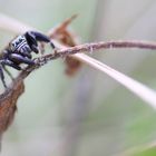 araignée saltique (?) à l'affût