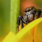 Araignée saltique à l'affut de sa proie