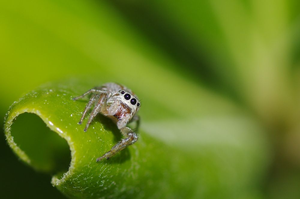 Araignée sauteuse