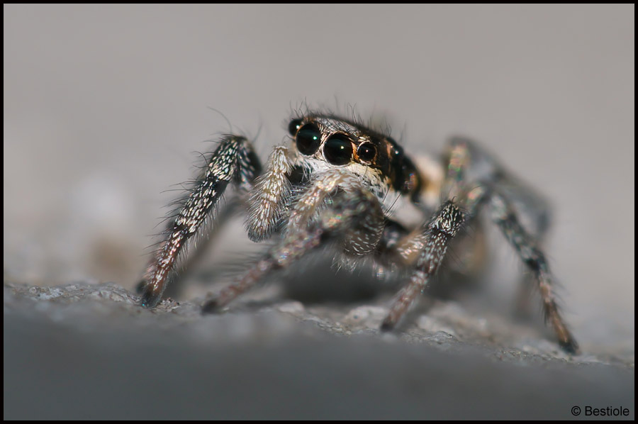 Araignée sauteuse (Salticus scenicus)