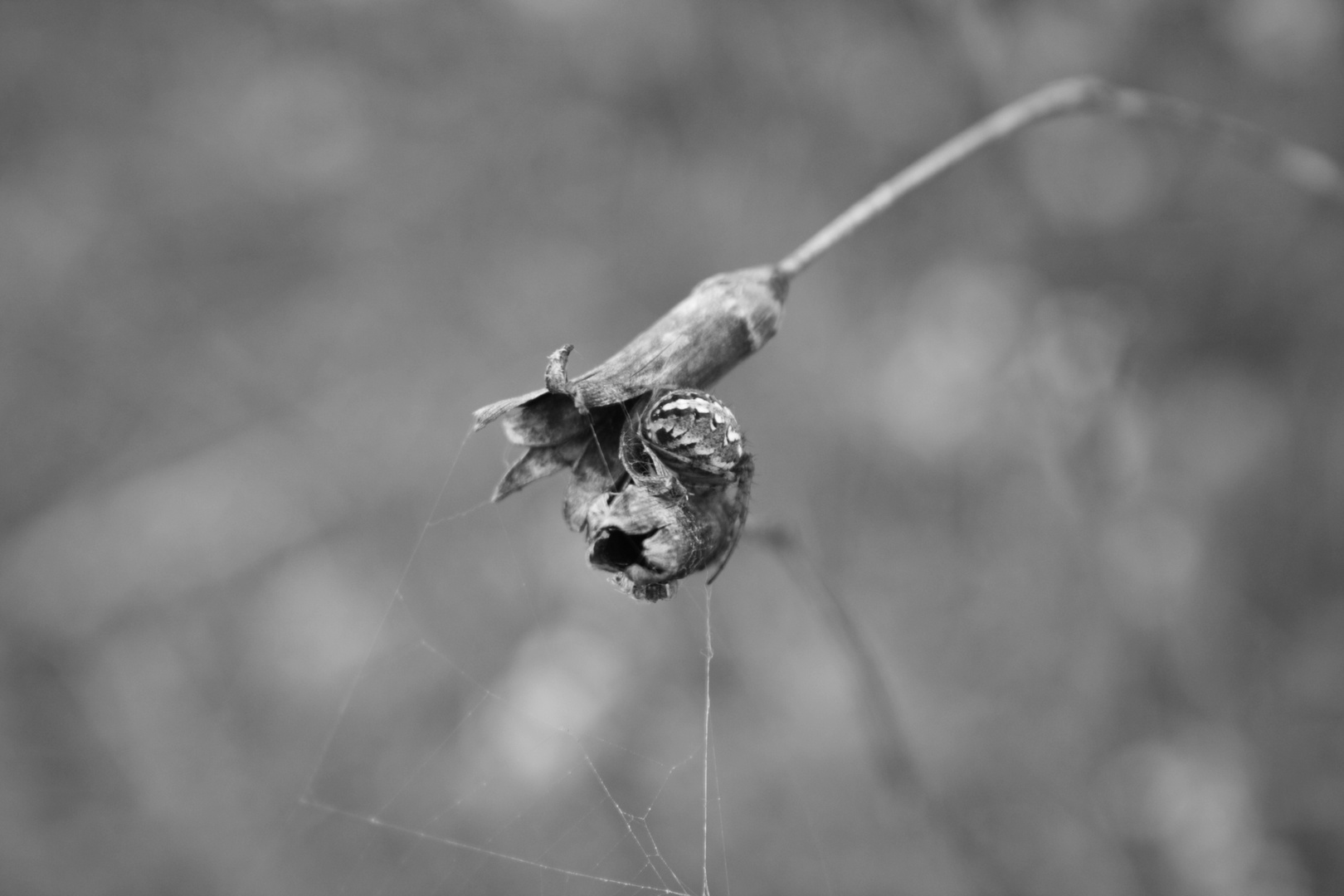 Araignée sur plante séchée