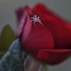 Araignée sur rose rouge