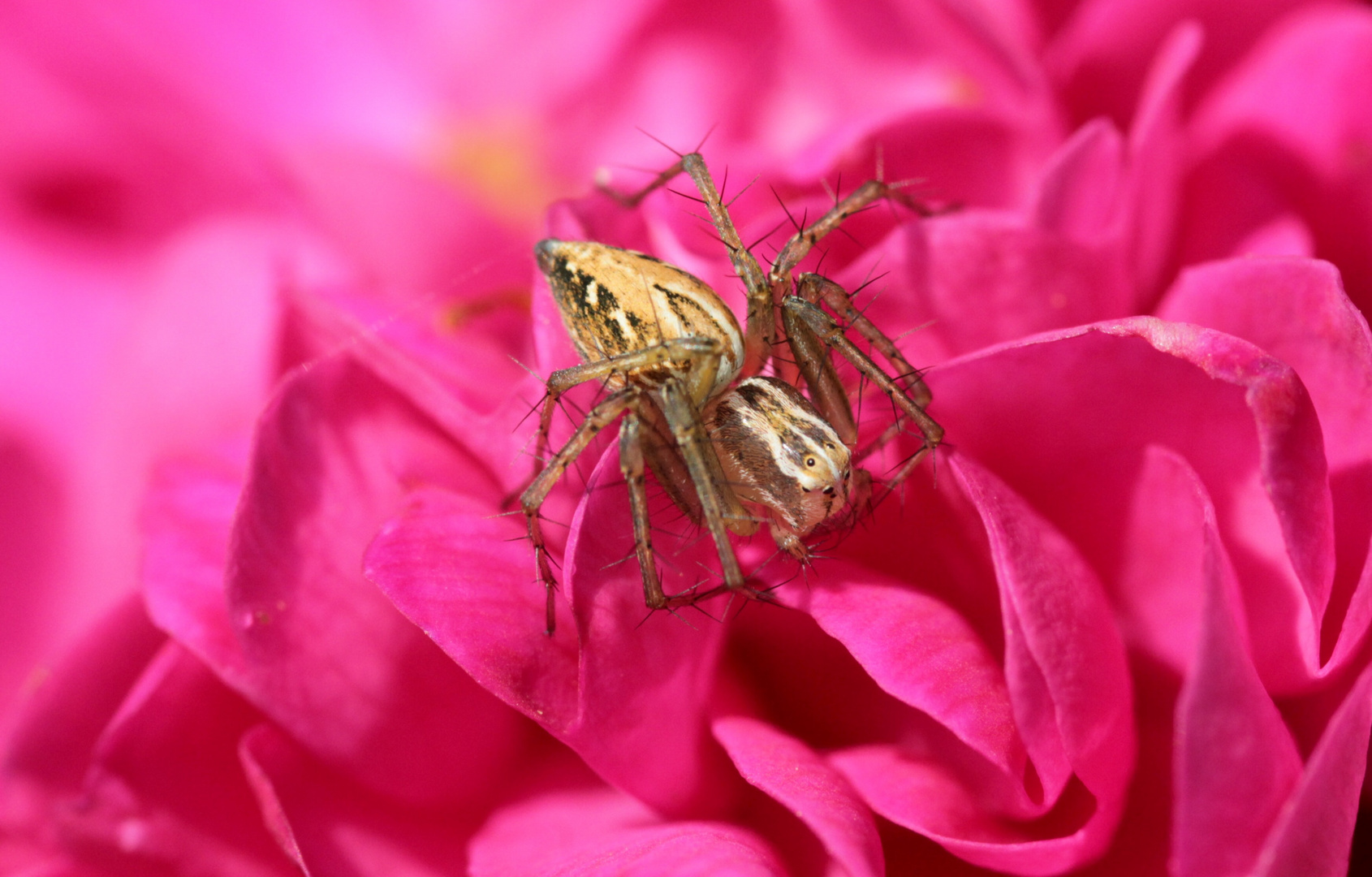 Araignée sur rosier