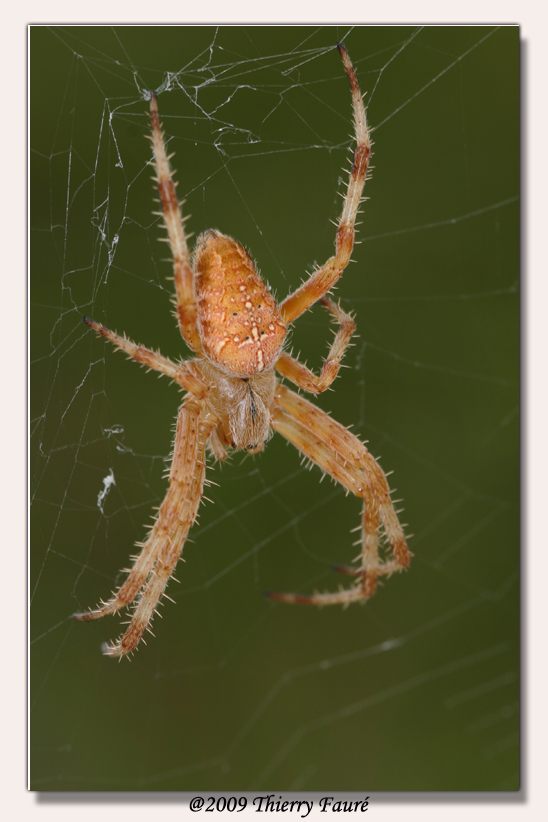 araignée sur sa toile