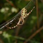 Araignée sur sa toile