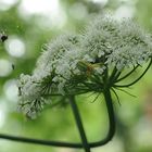 Araignée sur une ombellifère