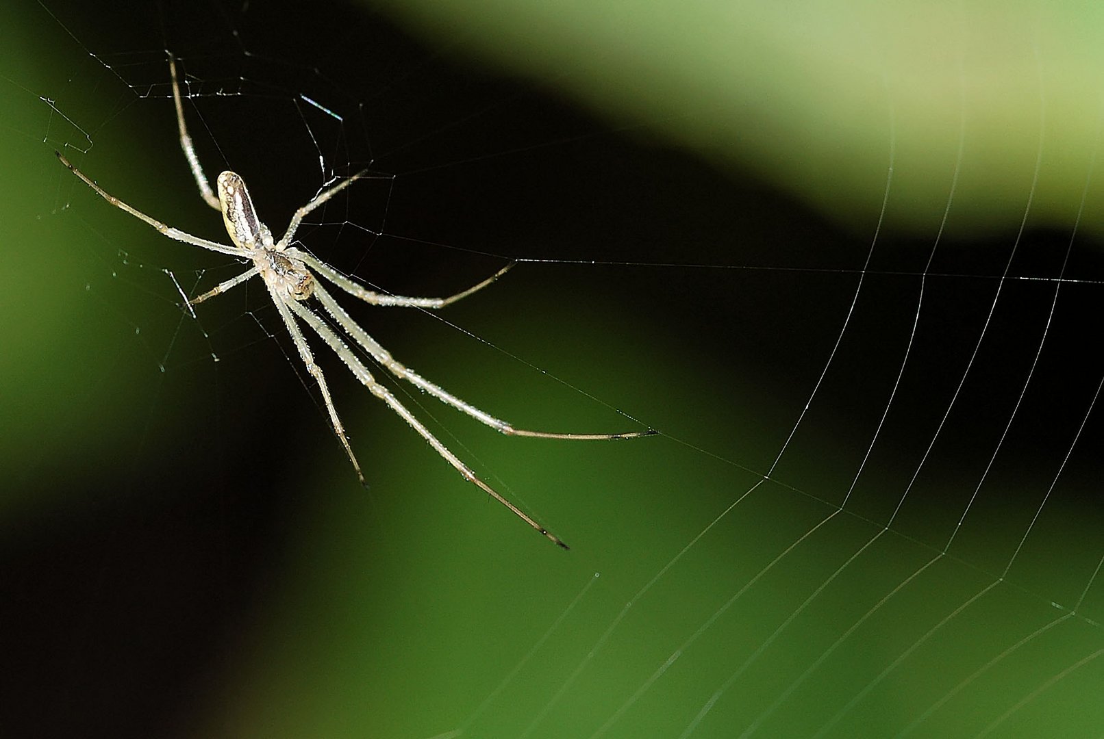 Araignée Tetragnathe.