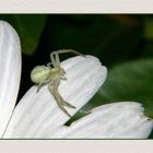 " Araignée thomise ( 4/5mm ) à l’affût sur une marguerite "