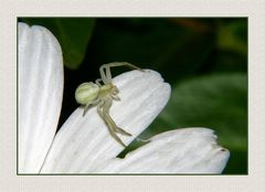 " Araignée thomise ( 4/5mm ) à l’affût sur une marguerite "