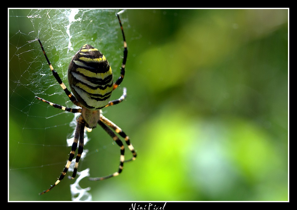 Araignée tigre...