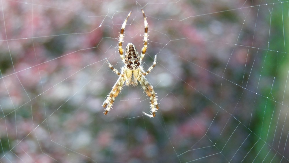 Araignée Tissant sa toile !