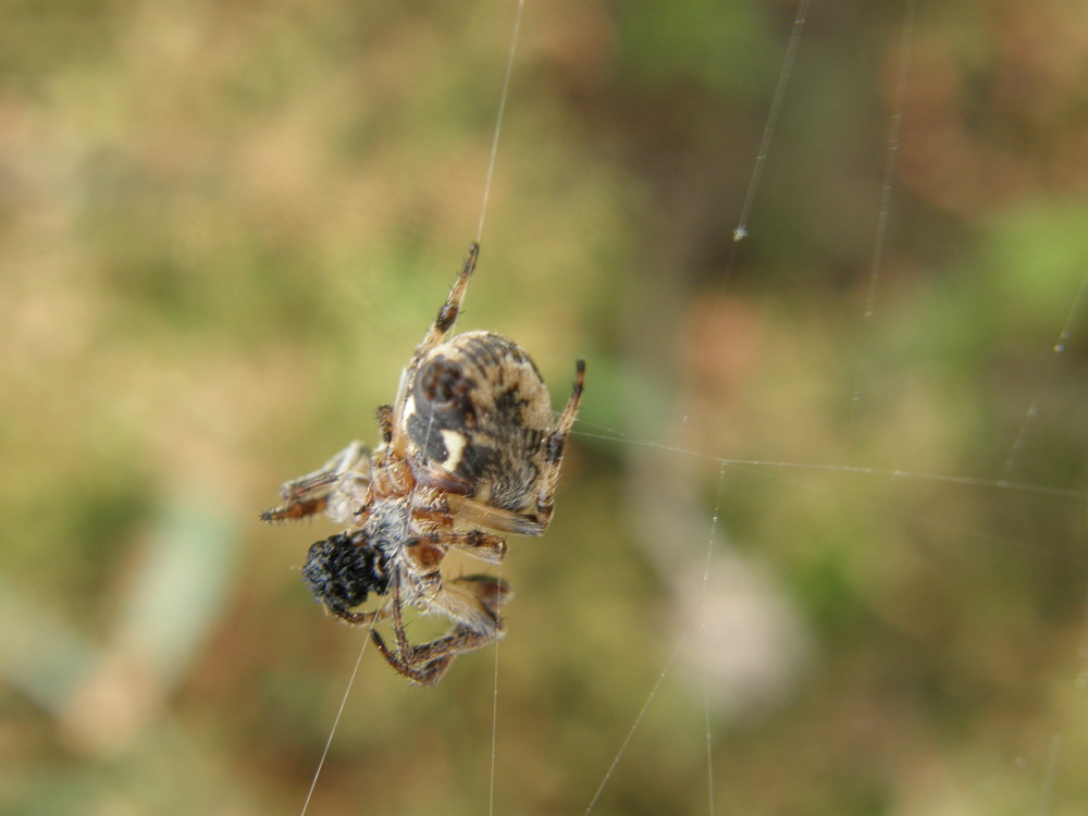 araignée tisse sa toile