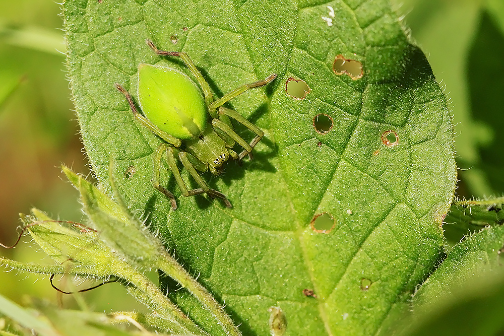 araignée verte