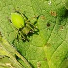 araignée verte