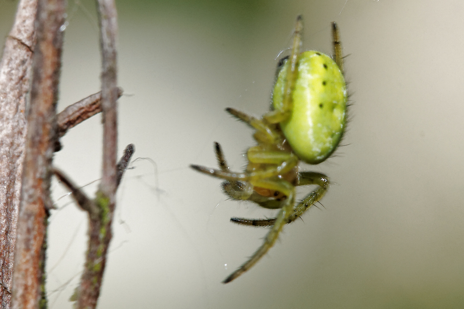 araignée verte d'environ 5mm
