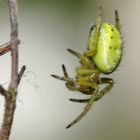 araignée verte d'environ 5mm
